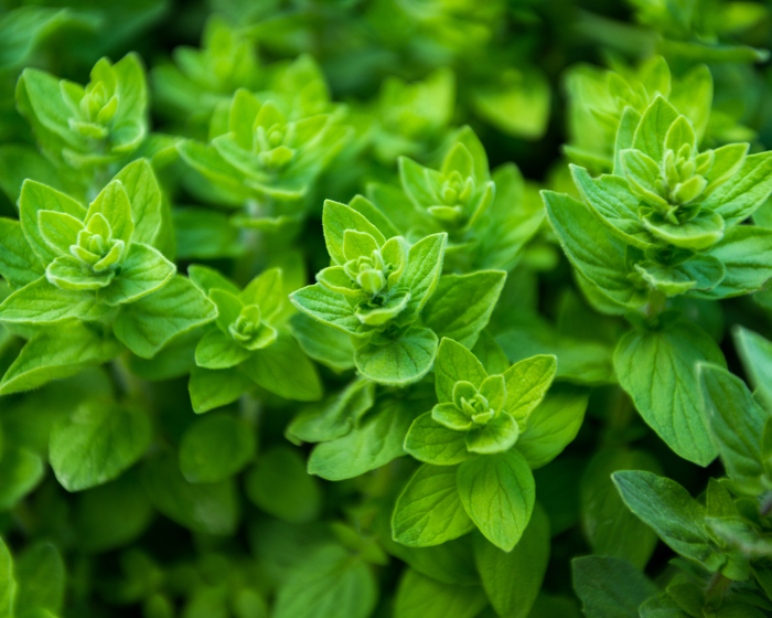 Antibacterial Properties of Oregano for Fresh Breath & Gums